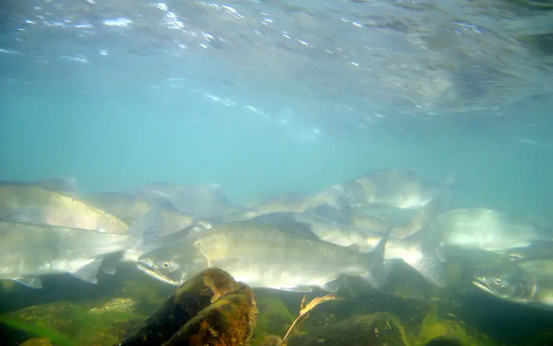underwater photo of salmon swimming in river