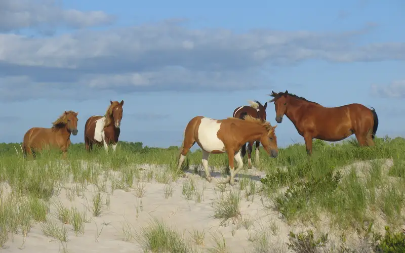 Wild horses on the dunes at Assateague