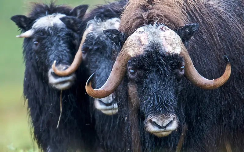 Three wet muskox stand in a line.