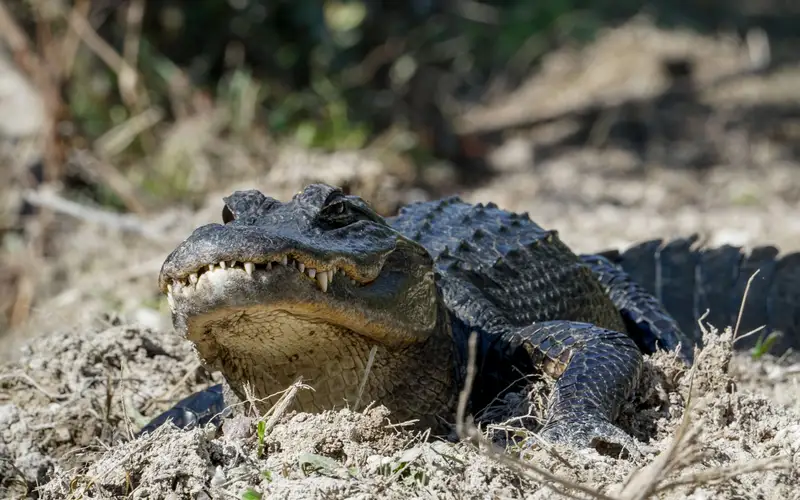 A small alligator basking on top of dry vegetation.