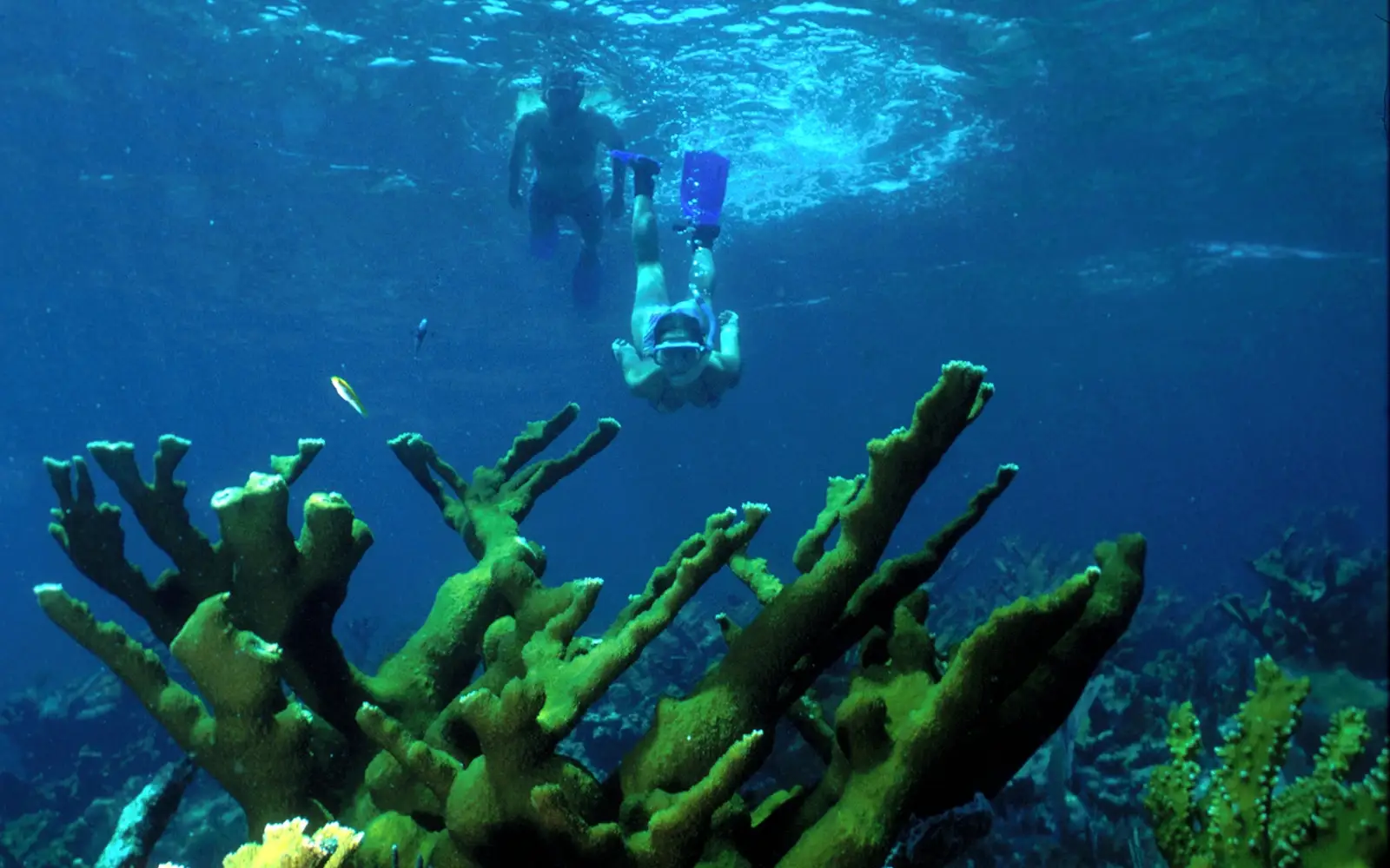 Coral reef with two snorkelers diving below the surface