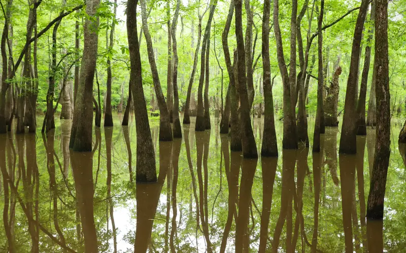 Reflections of twisting tupelo trees in calm water below a green canopy.