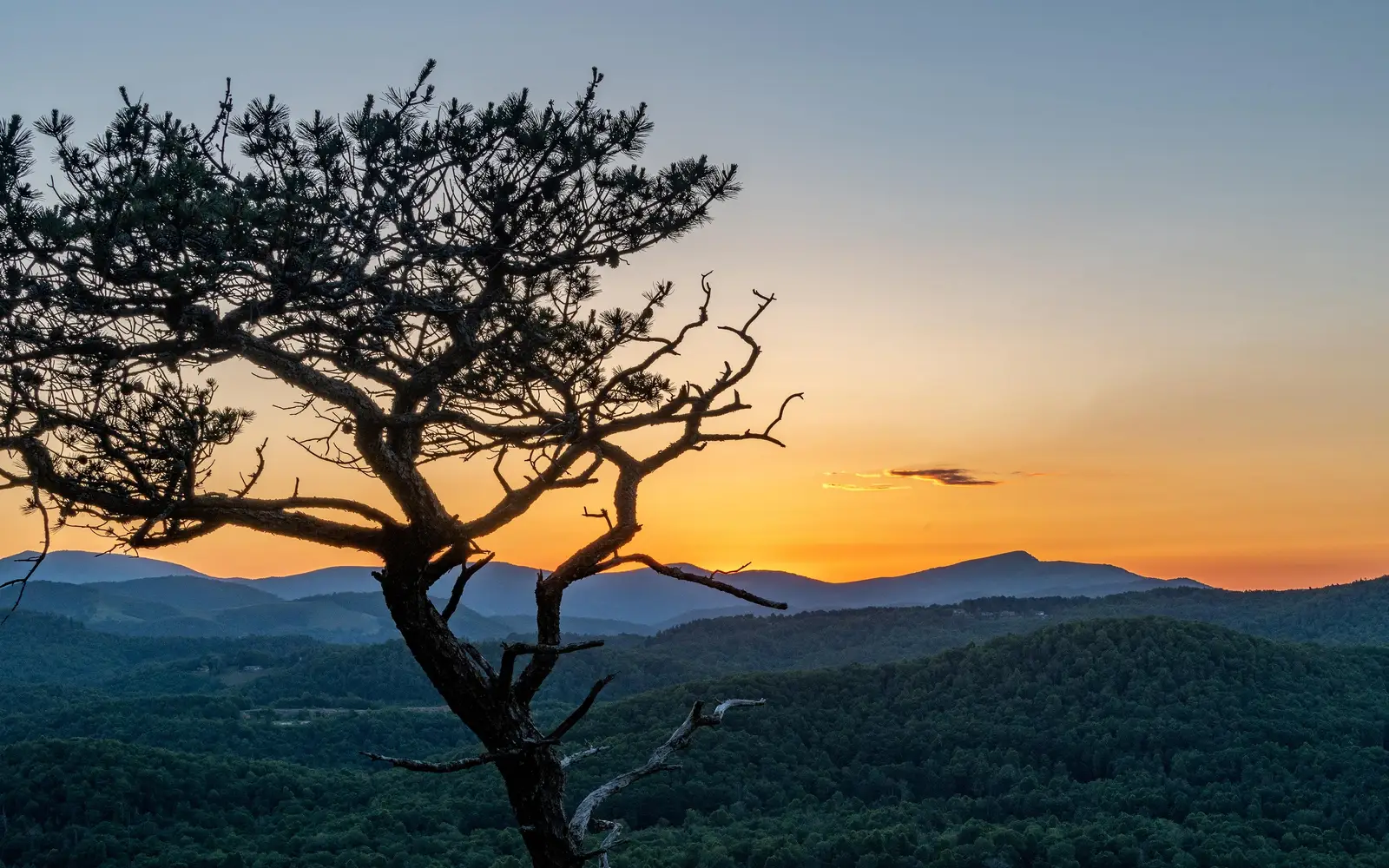 A long pine tree stands in front of distant mountain ridges beneath an orange sunset