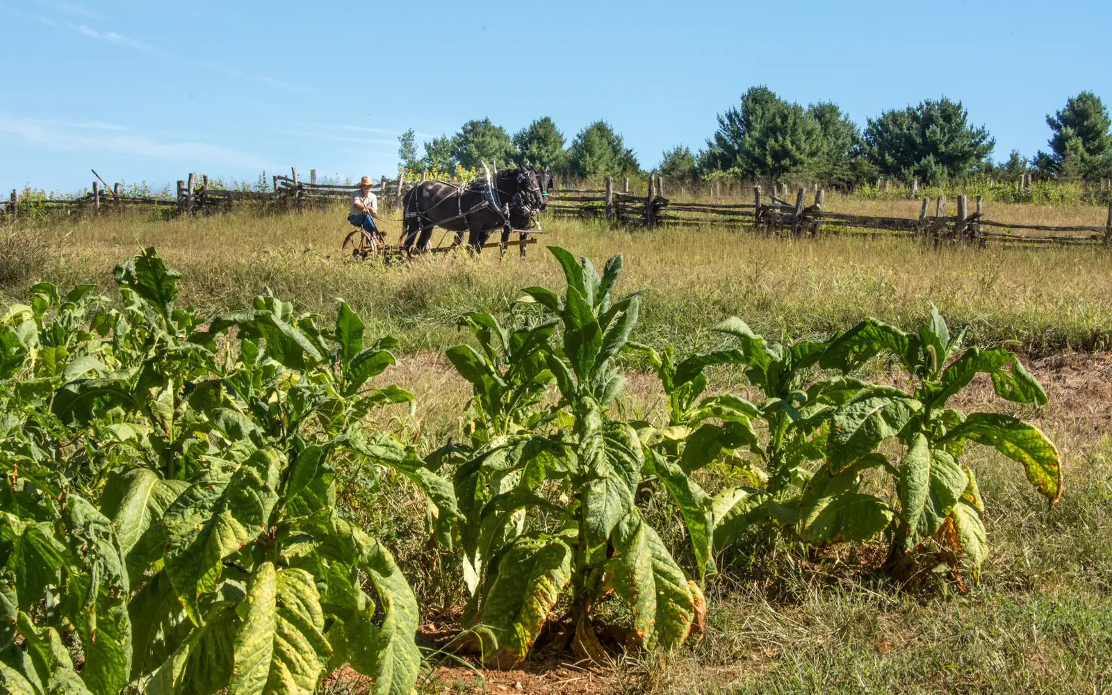 Tobacco field being plowed by man with two draft horses