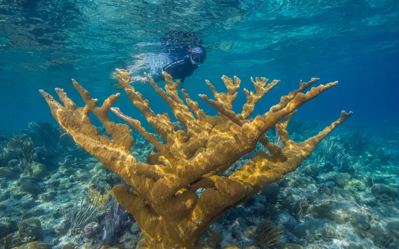 Snorkeler swimming by Elkhorn Coral at Buck Island Reef NM.
