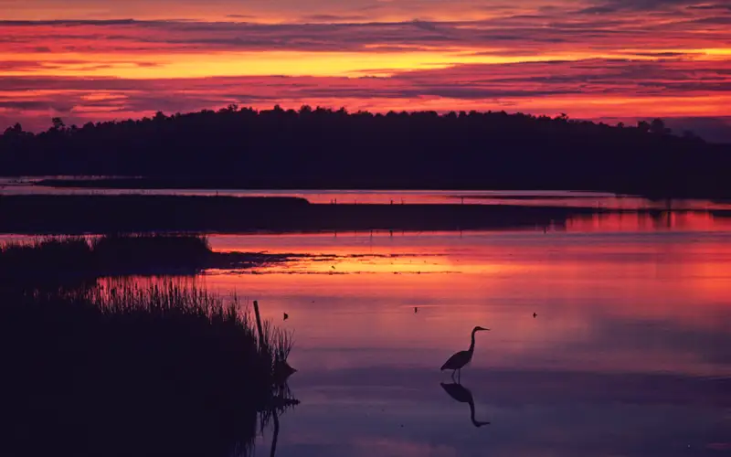 A heron at sunset in the waters and marshes of Blackwater National Wildlife Refuge