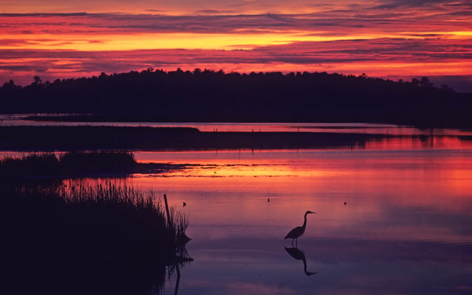 A heron at sunset in the waters and marshes of Blackwater National Wildlife Refuge