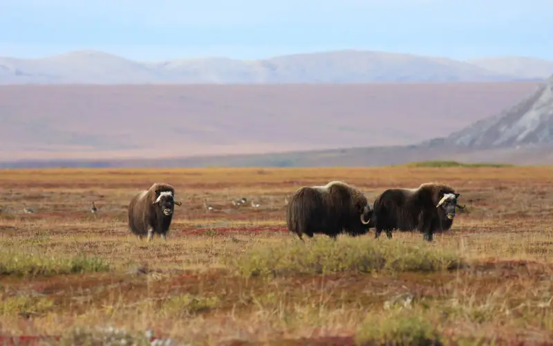 muskox standing on the tundra
