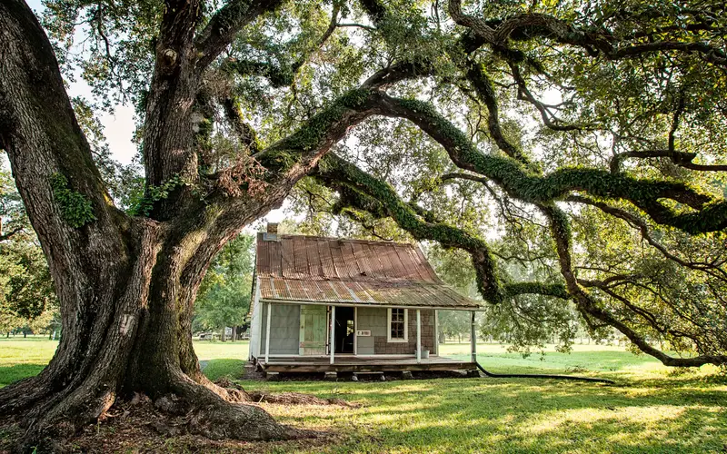 A small cabin sits beneath the branches of a Live Oak in the Oakland Plantation Quarters.