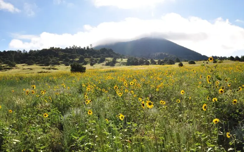 A cloud shrouded volcano rises behind a field of yellow flowers.