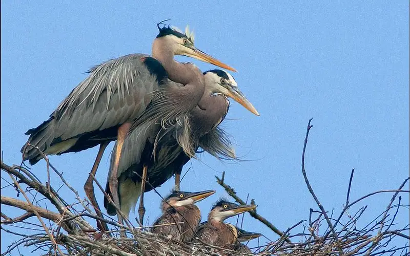Two adult Great Blue Herons stand watch over their 3 young chicks in the nest.
