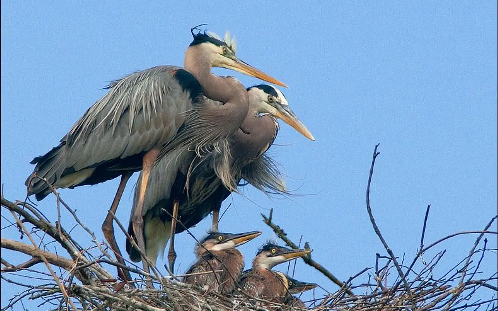 Two adult Great Blue Herons stand watch over their 3 young chicks in the nest.