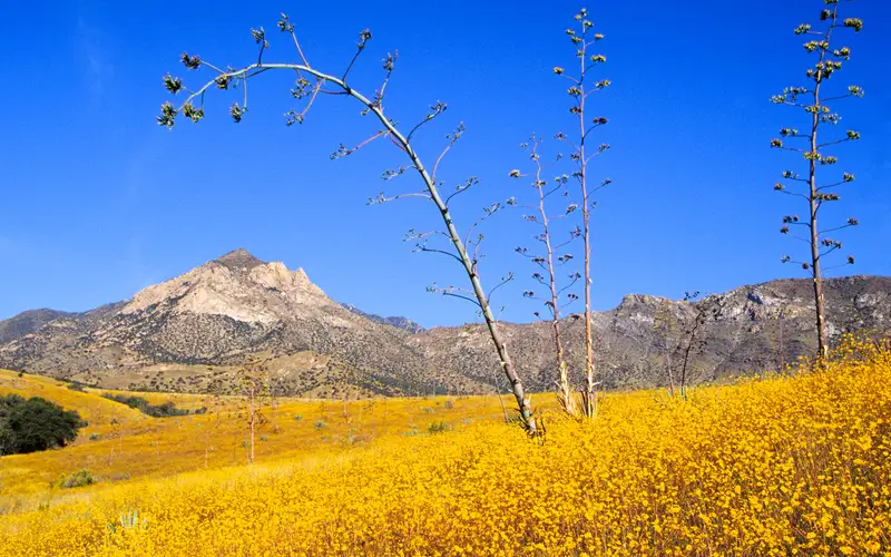 Agave stalks and wildflowers with mountains in the distance
