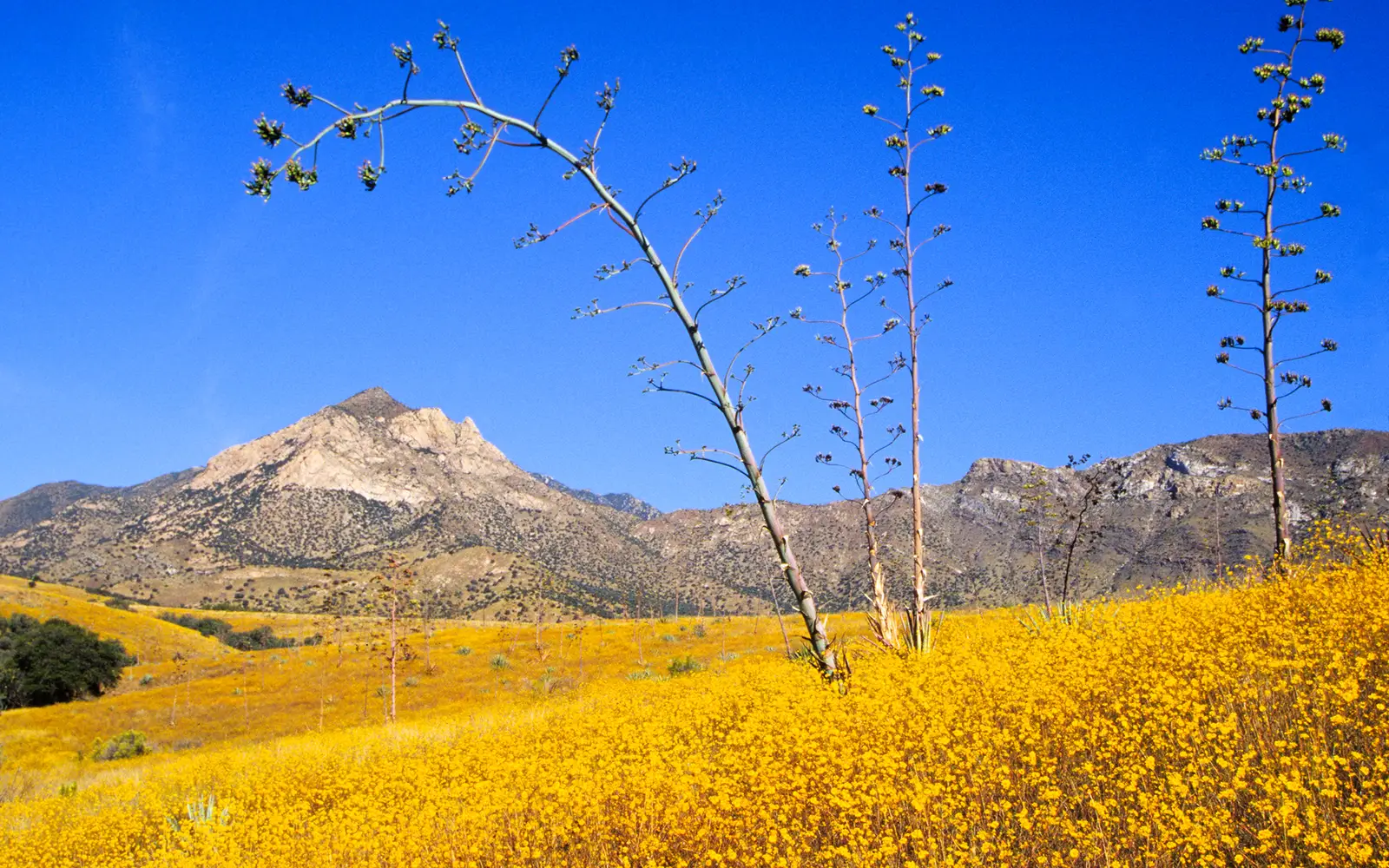 Agave stalks and wildflowers with mountains in the distance