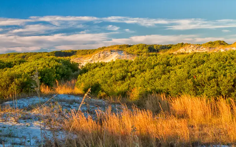 Sand dunes covered with shrubs and grasses