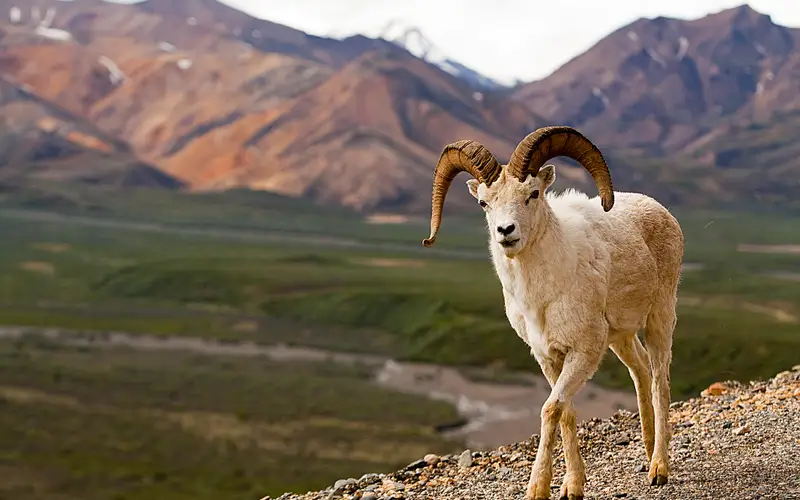 a white colored sheep standing on a mountainside overlooking a green valley