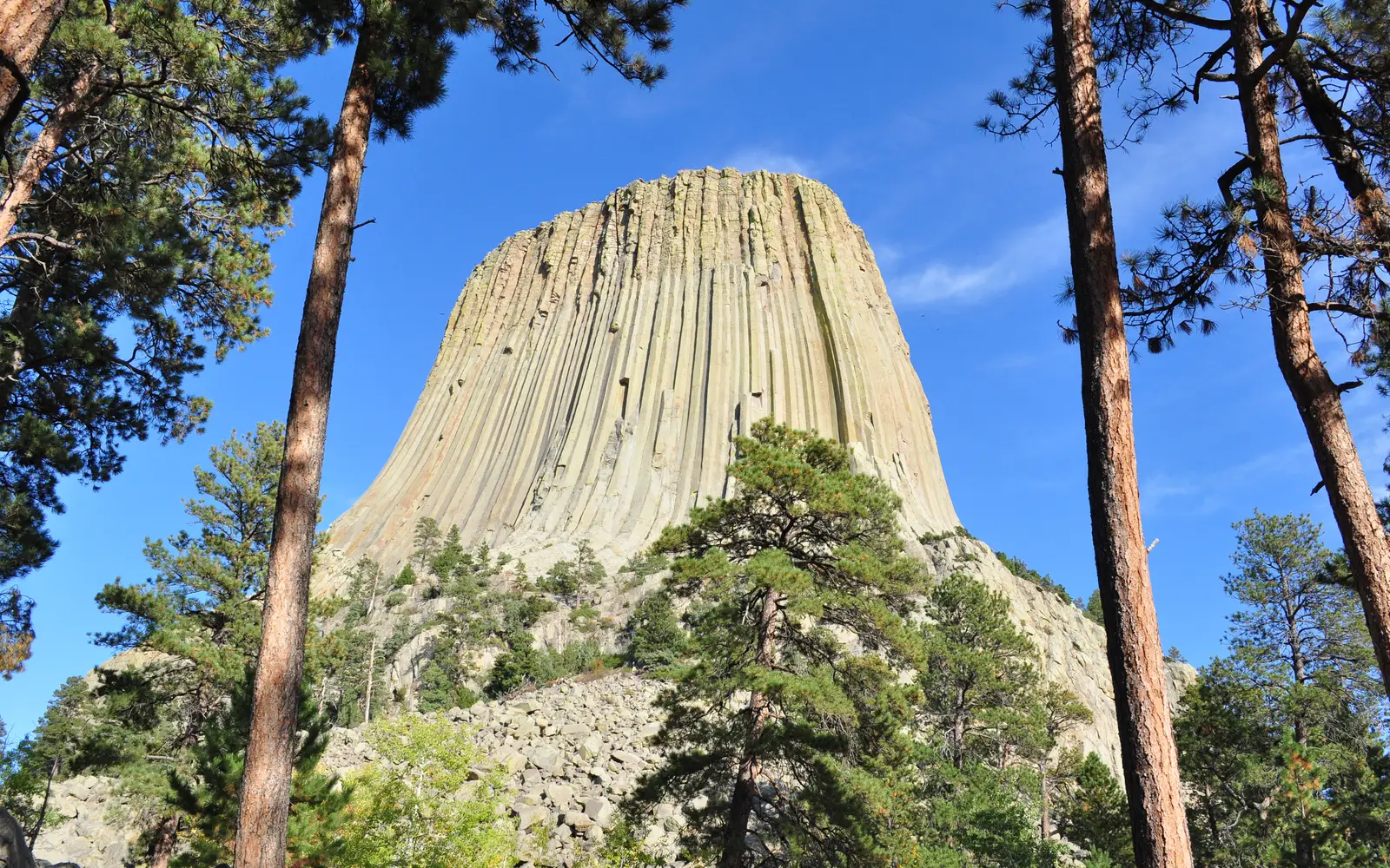 Devils Tower looming above the trees