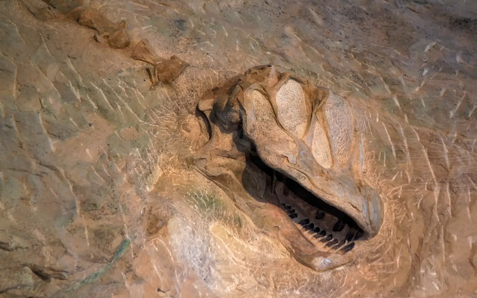 the fossilized skull of camarasaurus dinosaur