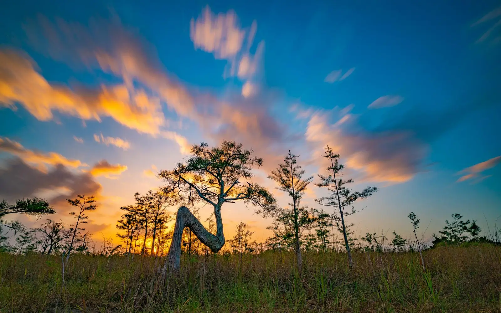 A sunset creates a silhouette of a cypress tree with needle-like leaves that is shaped like an 'N'.