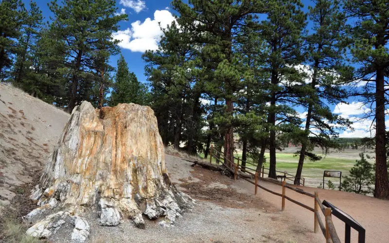 Fossil redwood stump