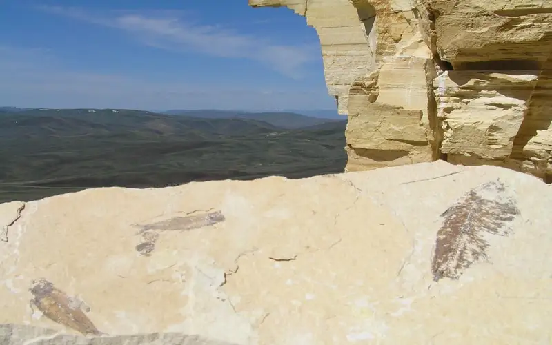 Fish fossils exposed near cliff edge with green hills in the distance.