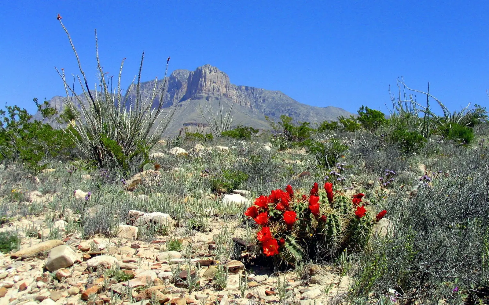 El Capitan with blooming claret cup cacti