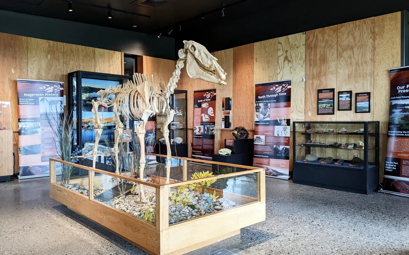 A fossil horse stands in the center of a room filled with posters and display cases