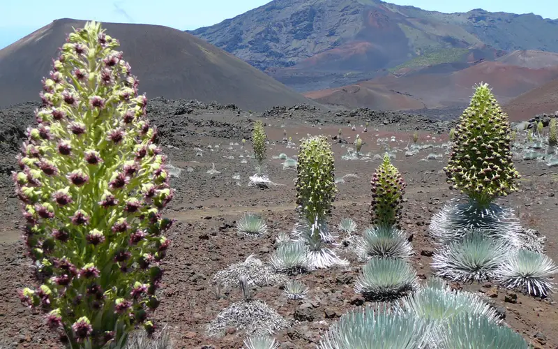 'Ahinahina blooms in Haleakala crater