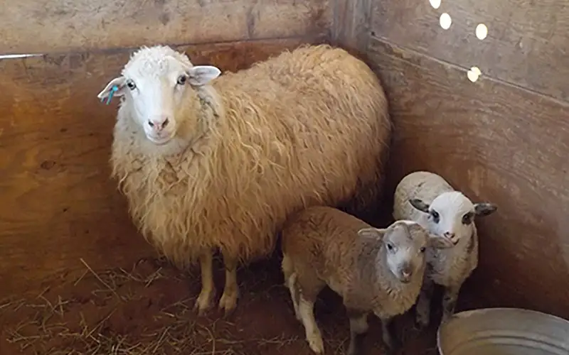 Spring lambs with their Navajo-Churro ewe.