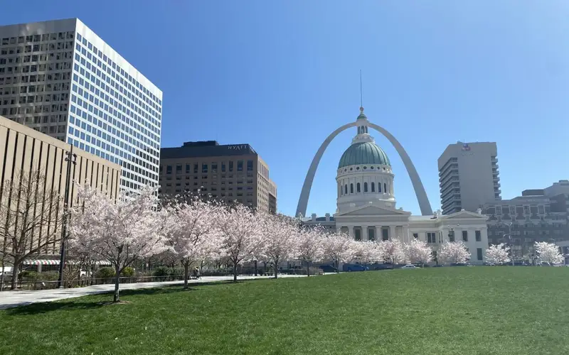 The Gateway Arch and Old Courthouse with a row of pink blooming cherry trees in front