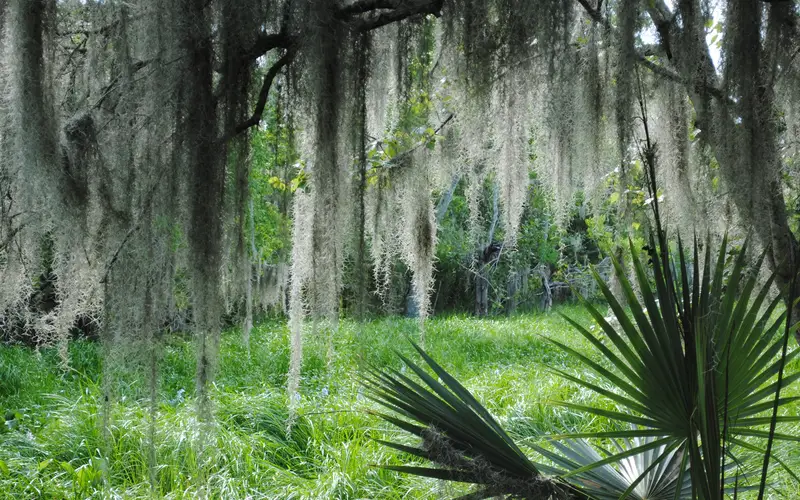 Spanish moss hangs from live oak tree