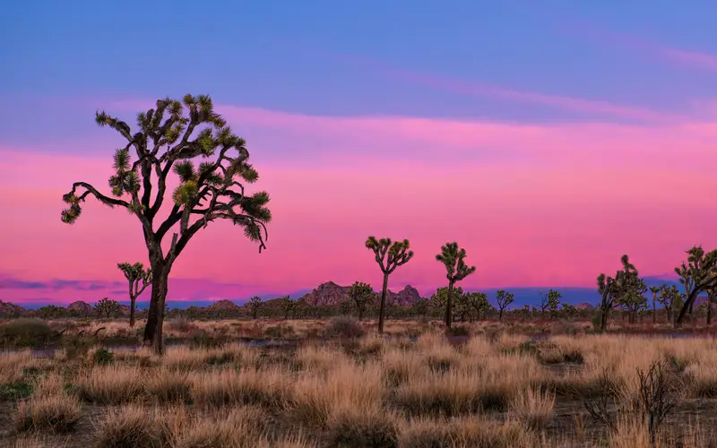The sky turns hues of pink and purple over a field of Joshua trees.