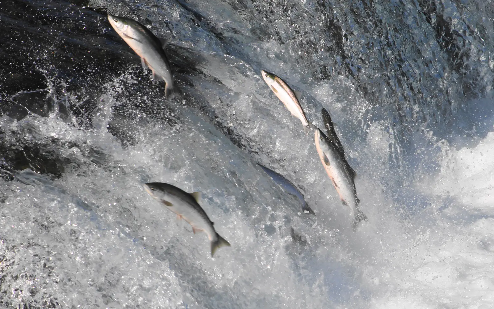 salmon jumping at waterfall