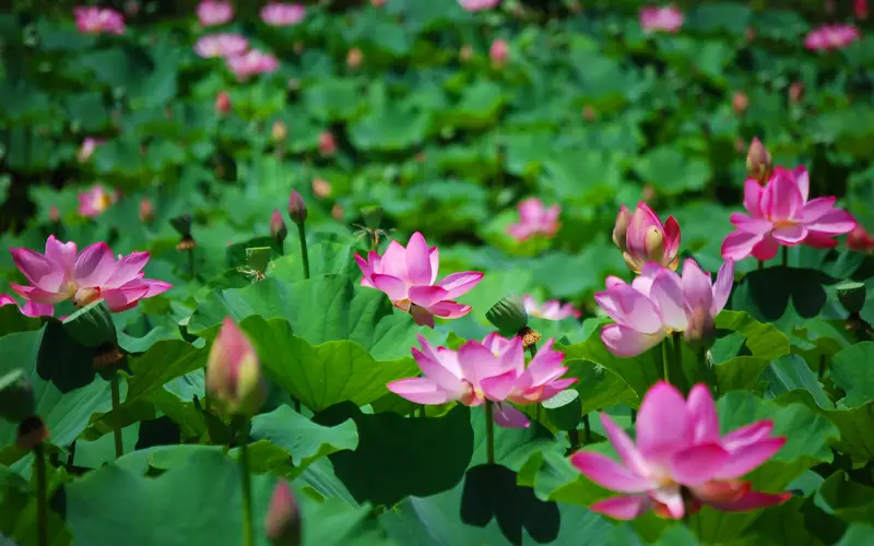 Pink lotus flower blooms in a pond.