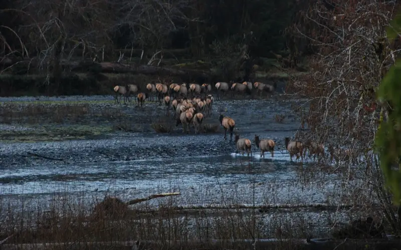 A herd of elk crossing a river.
