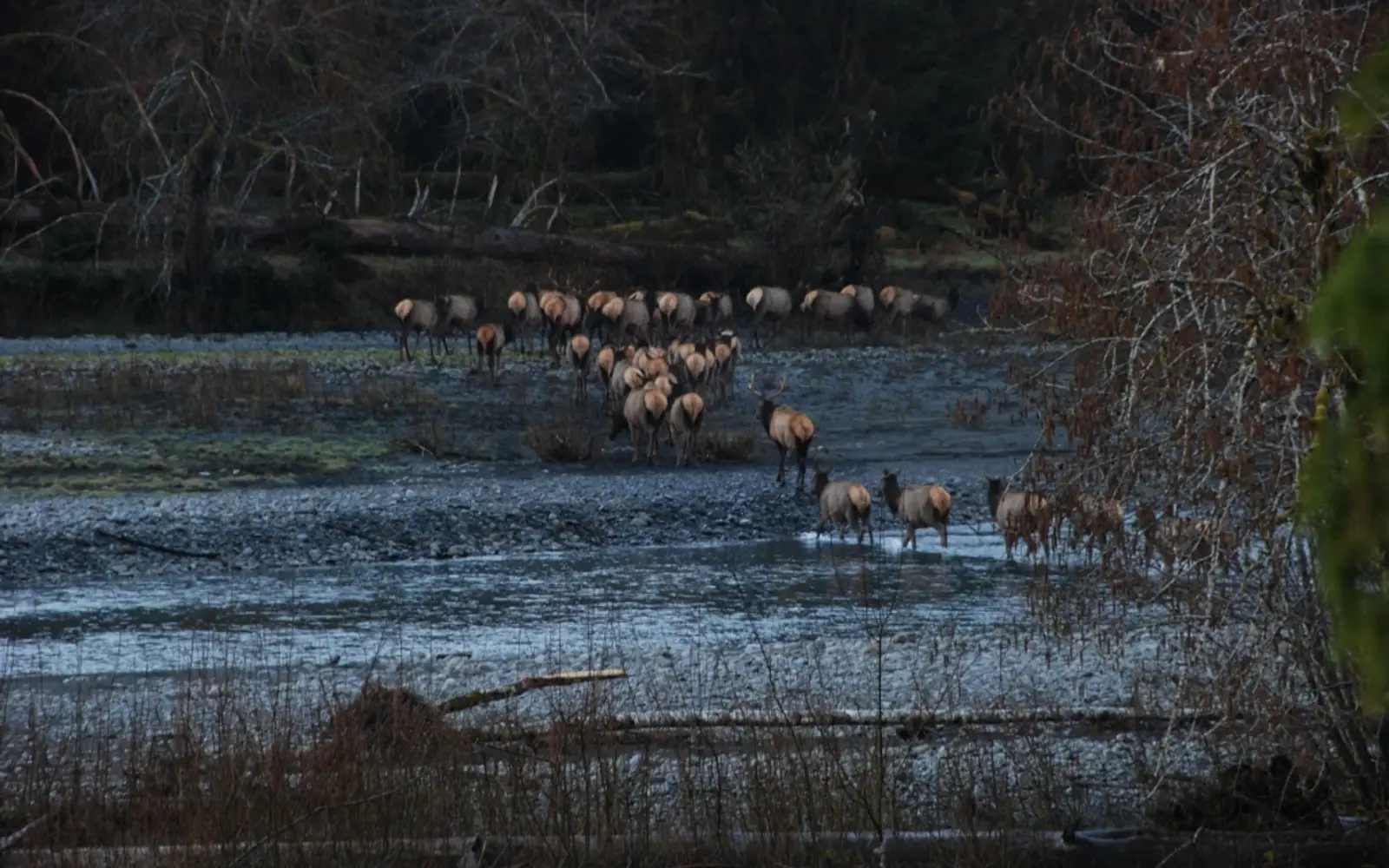 A herd of elk crossing a river.