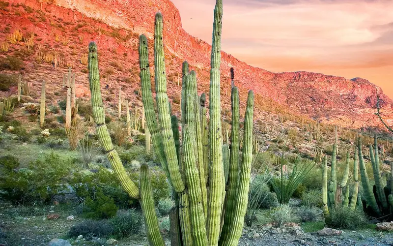 Organ pipe cactus and mountains at sunset