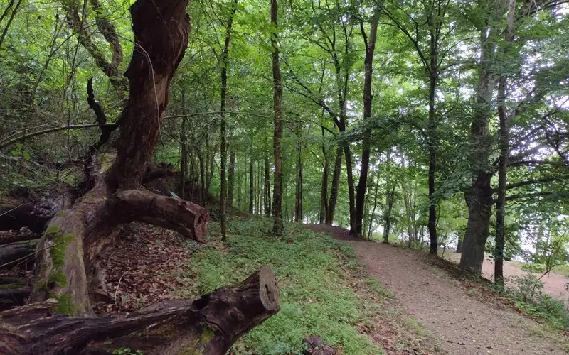 A dirt trail winds along in a forest.