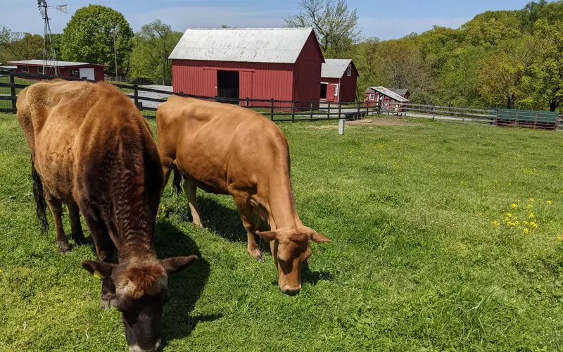 Two brown cows graze in a field