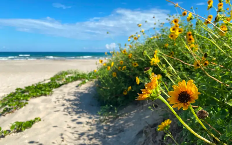 Yellow flowers bloom in the dunes along Malaquite Beach.