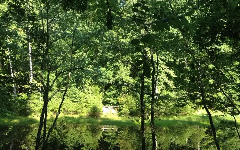 Carter Pond on a sunny day in summer