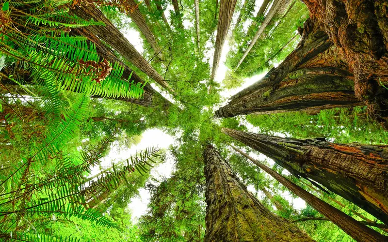 View from forest floor looking straight up. Ferns as seen close up and redwood trunks meet.
