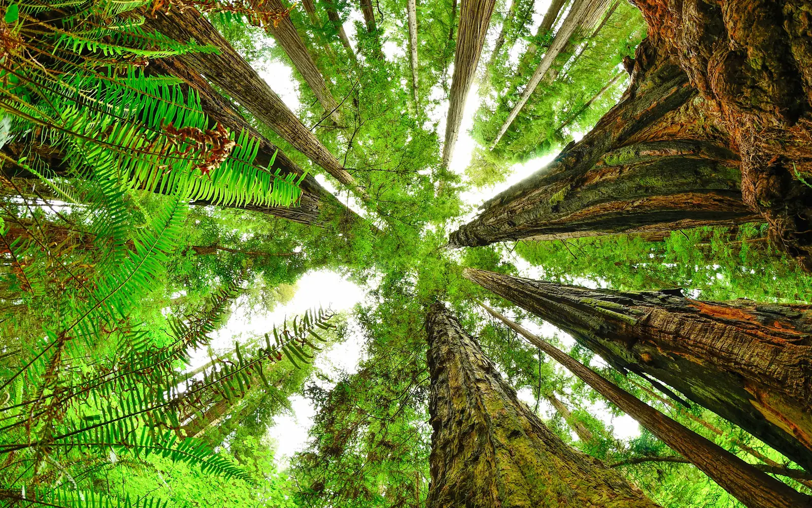 View from forest floor looking straight up. Ferns as seen close up and redwood trunks meet.