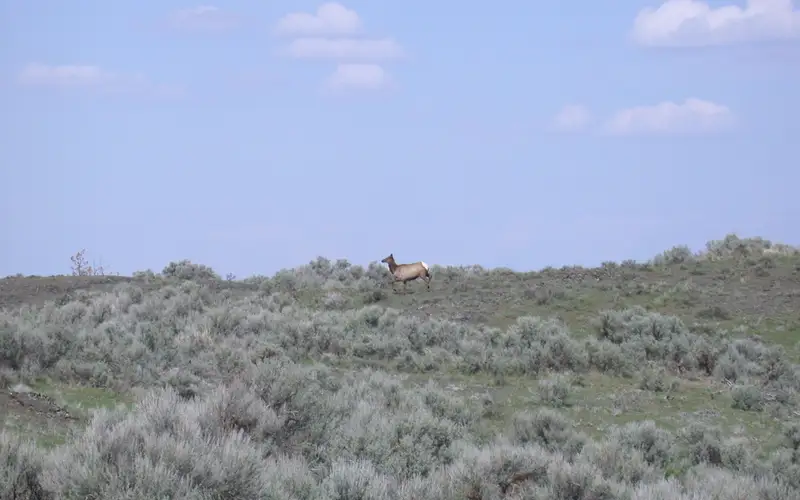 Elk crossing the landscape at Telford Recreation Area