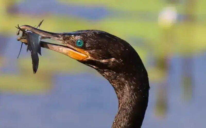Anahuac National Wildlife Refuge