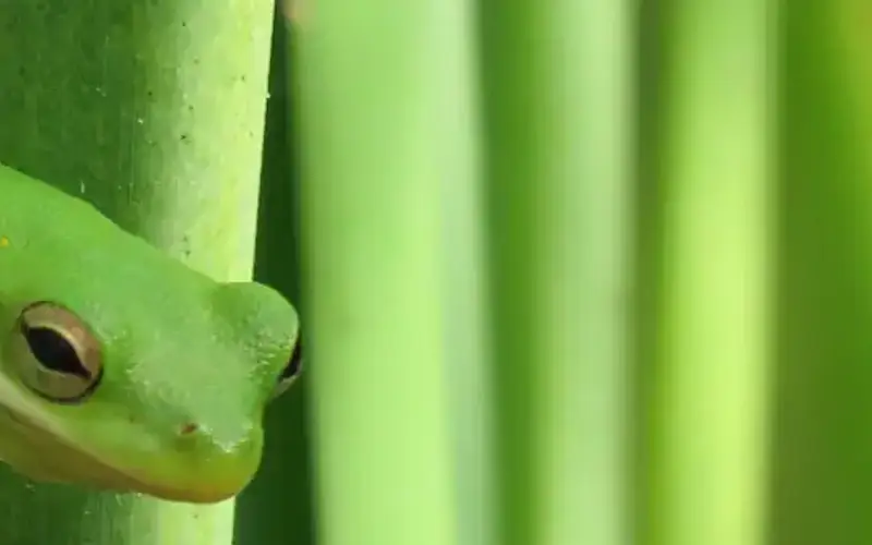 Green Tree Frog, Aransas National Wildlife Refuge