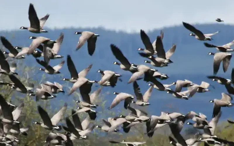 Baskett Slough National Wildlife Refuge