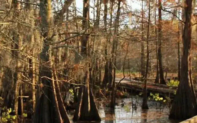 Bogue Chitto National Wildlife Refuge