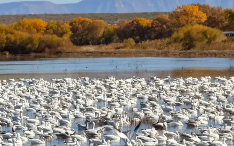 Bosque del Apache National Wildlife Refuge