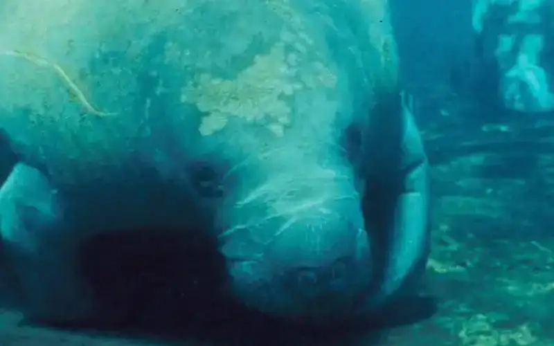 Florida Manatees at Crystal River National Wildlife Refuge, Florida